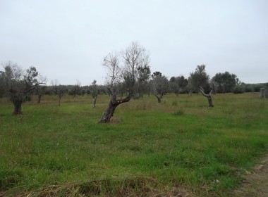 Terreno vicino a Gallipoli
