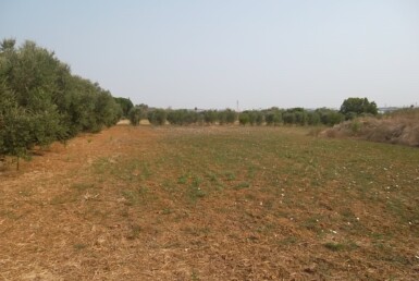 Terreno agricolo in agro di Casarano
