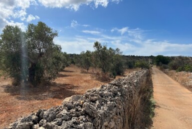 Terreno con uliveto a Gallipoli