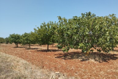 In agro di Casarano, proponiamo in vendita un ampio terreno agricolo di circa 12.000 mq